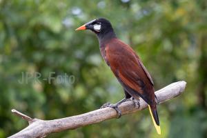 Montezumastirnvogel - Costa Rica