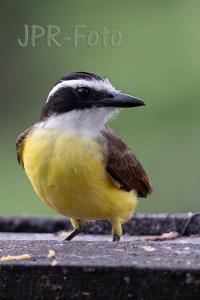 Schwefelmaskentyrann - Costa Rica