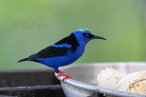 Türkisnaschvogel - Costa Rica
