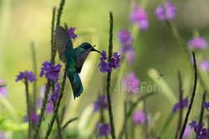 Veilchenohrkolibri - Costa Rica