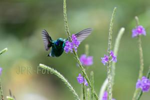 Veilchenohrkolibri - Costa Rica