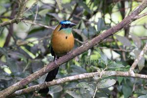 Diademmotmot - Costa Rica