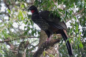 Haubenguan - Costa Rica