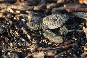 Bastardschildkröte - Costa Rica