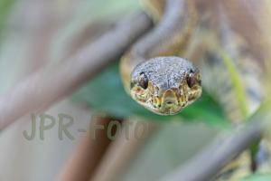 Boa - Costa Rica
