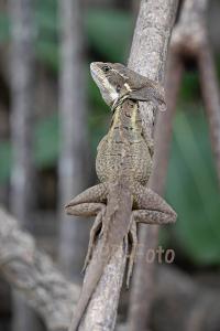 Stirnlappenbasilisk - Costa Rica