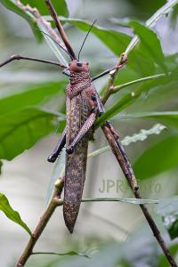 Riesenheuschrecke - Costa Rica
