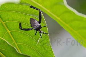 Blattfüßiger Käfer - Costa Rica