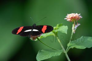 Kleiner Kurier - Costa Rica