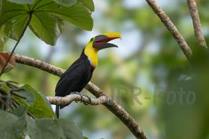 Braunrückentukan - Costa Rica