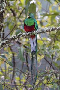 Quetzal - Costa Rica