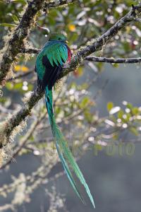 Quetzal - Costa Rica