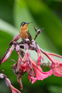 Purpurkehlnymphe - Costa Rica