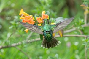 Purpurkehlnymphe - Costa Rica