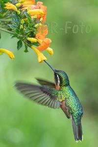 Purpurkehlnymphe - Costa Rica