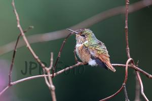 Violettkehl-Sternkolibri weibl. - Costa Rica