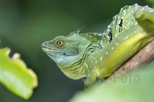 Stirnlappenbasilisk - Costa Rica