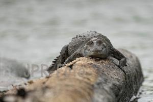 Krokodil - Costa Rica