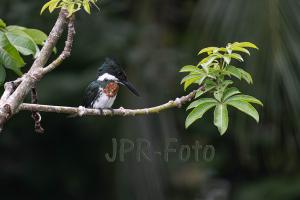 Amazonasfischer - Costa Rica