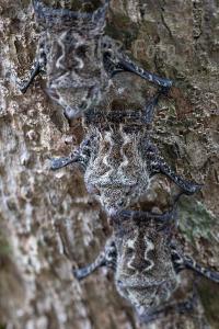 Fledermäuse - Costa Rica