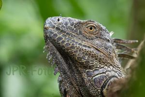 Grüner Leguan - Costa Rica