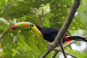 Braunrückentukan - Costa Rica