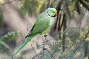 Halsbandsittich - Indien