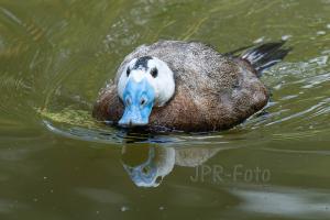 Weißkopfruderente Zoo Rostock
