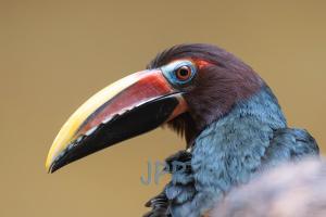 Grünarassari Zoo Rostock