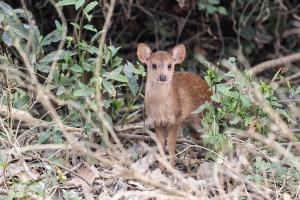 Axishirsch Kaziranga - Indien
