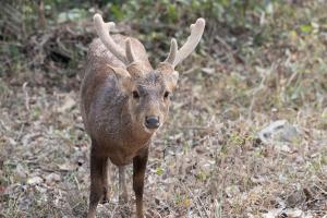 Axishirsch Kaziranga - Indien