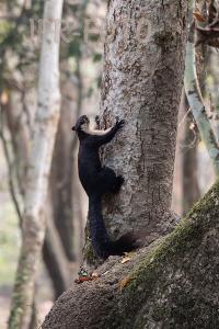 Malayisches Riesenhörnchen - Indien