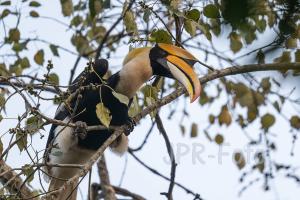 Nashornvogel Kaziranga - Indien