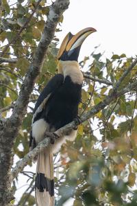 Nashornvogel Kaziranga - Indien