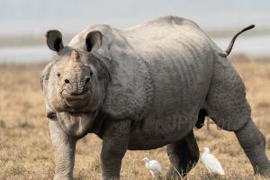 Panzernashorn Kaziranga - Indien