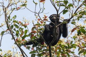 Weißbrauengibbon - Indien