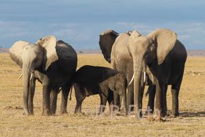 Amboseli NP - Kenia