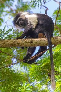 Colobus - Kenia