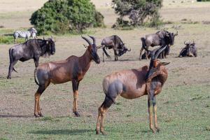 Maasai-Mara Topigazelle - Kenia