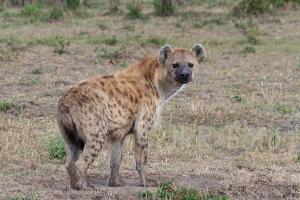 Maasai-Mara Tüpfelhyäne - Kenia