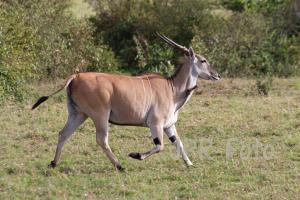Maasai-Mara Elenantilope - Kenia
