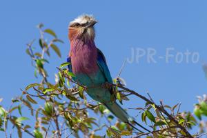 Maasai-Mara Gabelracke - Kenia