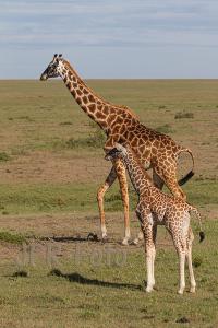 Maasai-Mara Giraffe - Kenia