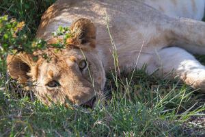 Maasai-Mara Löwin - Kenia