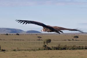 Maasai-Mara Ohrengeier - Kenia