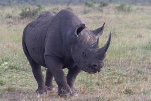 Spitzmaulnashorn - Kenia