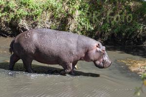 Flußpferd Talekriver - Kenia