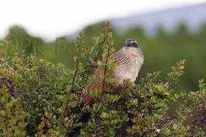 Weissbrauenkuckuck - Kenia