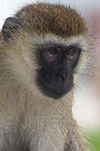 Grüne Meerkatze - Kenia
