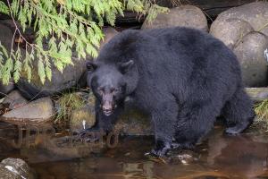 Schwarzbär - Canada
